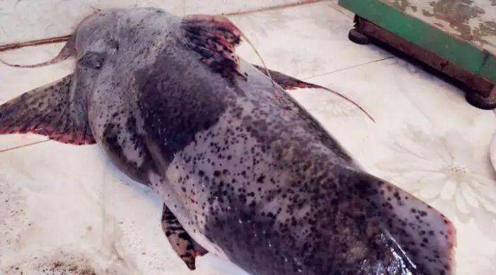 ২০ কেজির বাঘাইড় বিক্রি হলো ৪৯ হাজারে